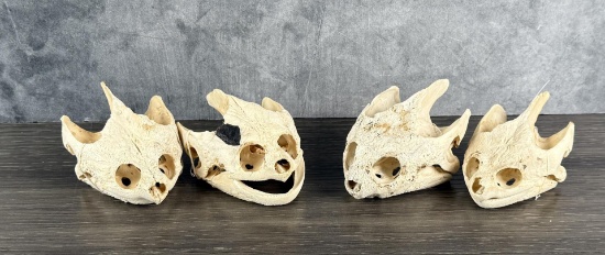 Collection of Taxidermy Snapping Turtle Skulls