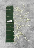 Rolex Guarantee Warranty Hang Tags Daytona