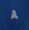 Megalodon Fossil Shark Tooth