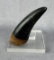 Tyrannosaurus Rex Tooth Resin Replica
