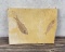Knightia eocaena Green River Fish Fossil
