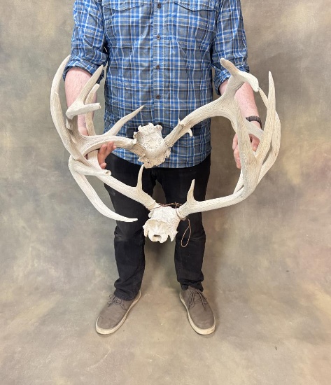 Wyoming Mule Deer Horns Locked in Combat
