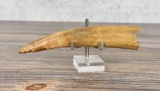 Ancient Thule Inuit Alaskan Eskimo Carved Tusk
