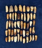 Fossilized Inuit Eskimo Walrus Teeth