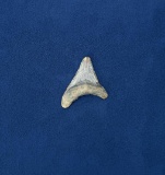 Megalodon Fossil Shark Tooth