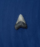 Megalodon Fossil Shark Tooth