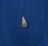 Megalodon Fossil Shark Tooth