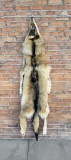 Arctic Wolf Alaskan Taxidermy Tanned Hide