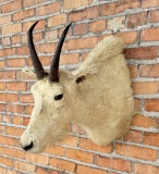 Montana Mountain Goat Taxidermy Mount