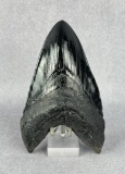 Megalodon Fossil Shark Tooth Resin Replica