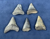 Megalodon Fossil Shark Teeth