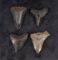 Collection of Megalodon Shark Tooth Fossils