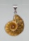 Fossil Ammonite Necklace Pendant