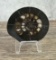 Ammonite Fossil