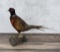 Full Body Montana Taxidermy Pheasant