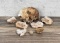 Collection of Desert Agate Mineral Specimens