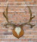 Taxidermy Large Trophy Mule Deer Horns
