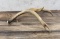 Montana Mule Deer Horn Cribbage Board