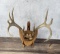 Montana Taxidermy Whitetail Deer Horns