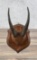 Trophy Montana Taxidermy Mountain Goat Horns