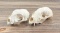 Fox and Bobcat Skull