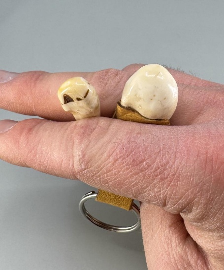 Montana Bull Elk Teeth
