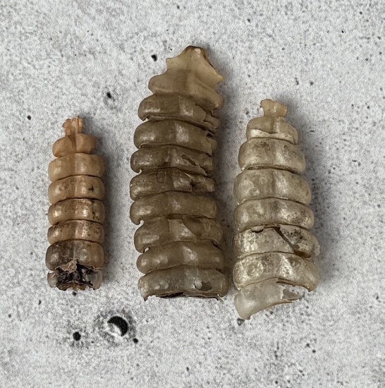Collection of Montana Rattlesnake Rattles
