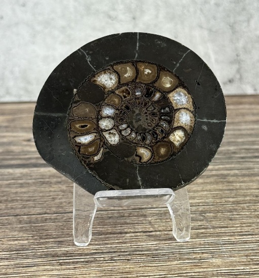 Ammonite Fossil