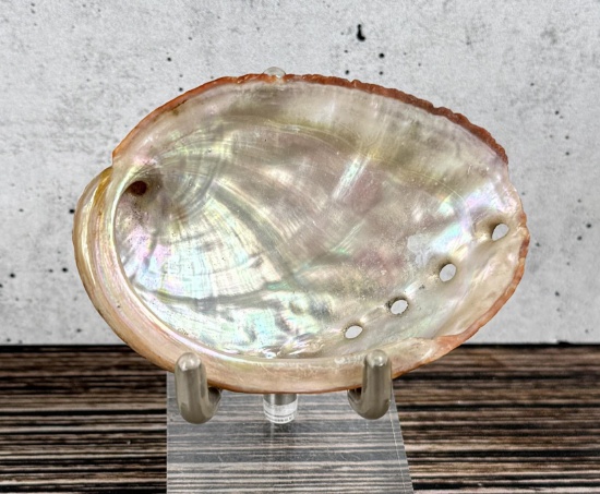 Abalone Sea Shell