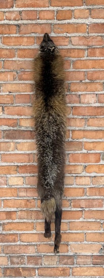 Taxidermy Cross Fox