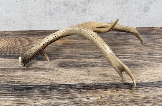 Montana Mule Deer Horn Cribbage Board