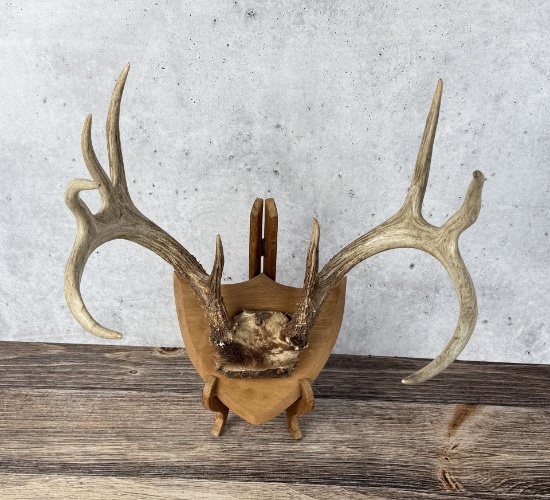 Montana Taxidermy Whitetail Deer Horns