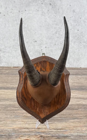 Trophy Montana Taxidermy Mountain Goat Horns