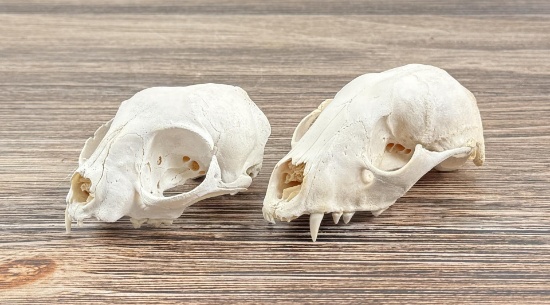 Fox and Bobcat Skull