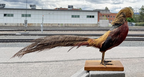 Taxidermy Golden Pheasant