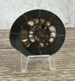 Ammonite Fossil