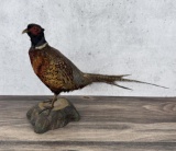 Full Body Montana Taxidermy Pheasant