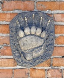 Montana Grizzly Bear Track Cast