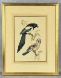 Magpie and Jay Bird Watercolor Painting
