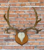 Taxidermy Large Trophy Mule Deer Horns