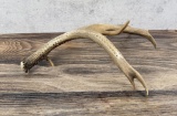 Montana Mule Deer Horn Cribbage Board