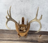 Montana Taxidermy Whitetail Deer Horns