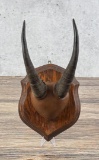 Trophy Montana Taxidermy Mountain Goat Horns