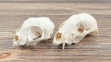 Fox and Bobcat Skull