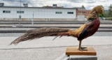 Taxidermy Golden Pheasant