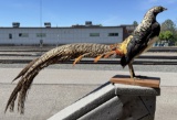 Taxidermy Lady Amherst Pheasant