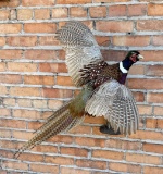 Full Body Montana Taxidermy Pheasant