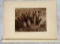 Edward Curtis Photogravure Isevik Pima