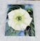 Georgia O'Keefe One Hundred Flowers