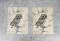 Ron Jenkins Owl Prints